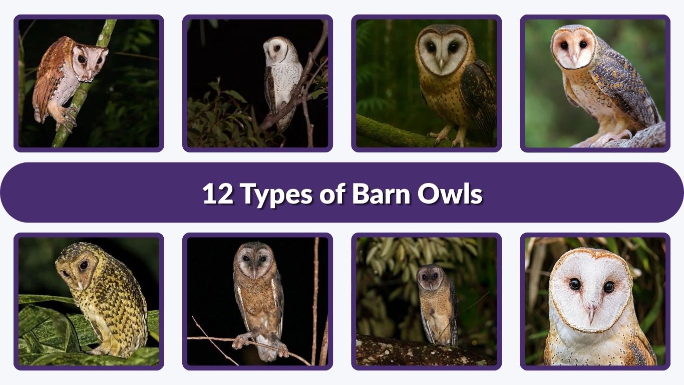 12 Types of Barn Owls: Identification, Habitat, and Facts