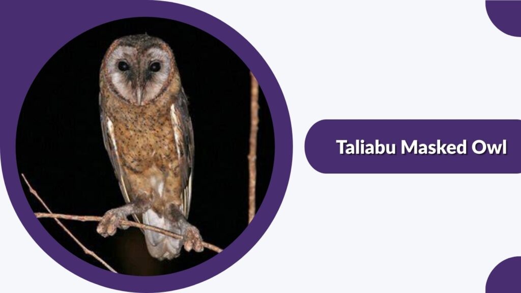Taliabu Masked Owl