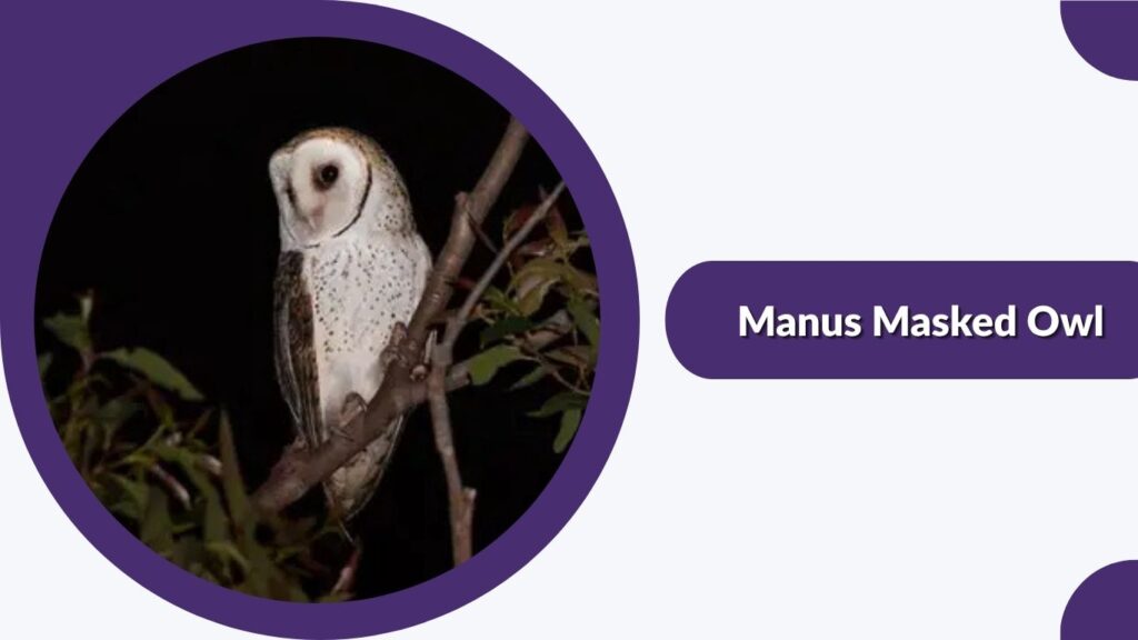 Manus Masked Owl