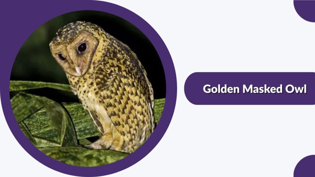 Golden Masked Owl