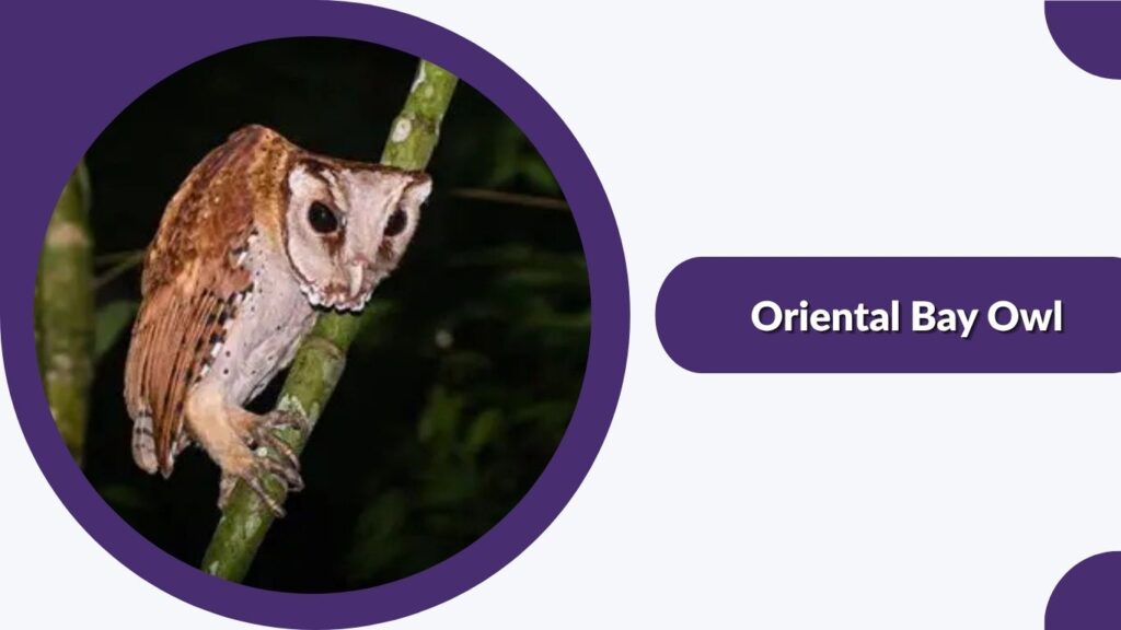  Oriental Bay Owl