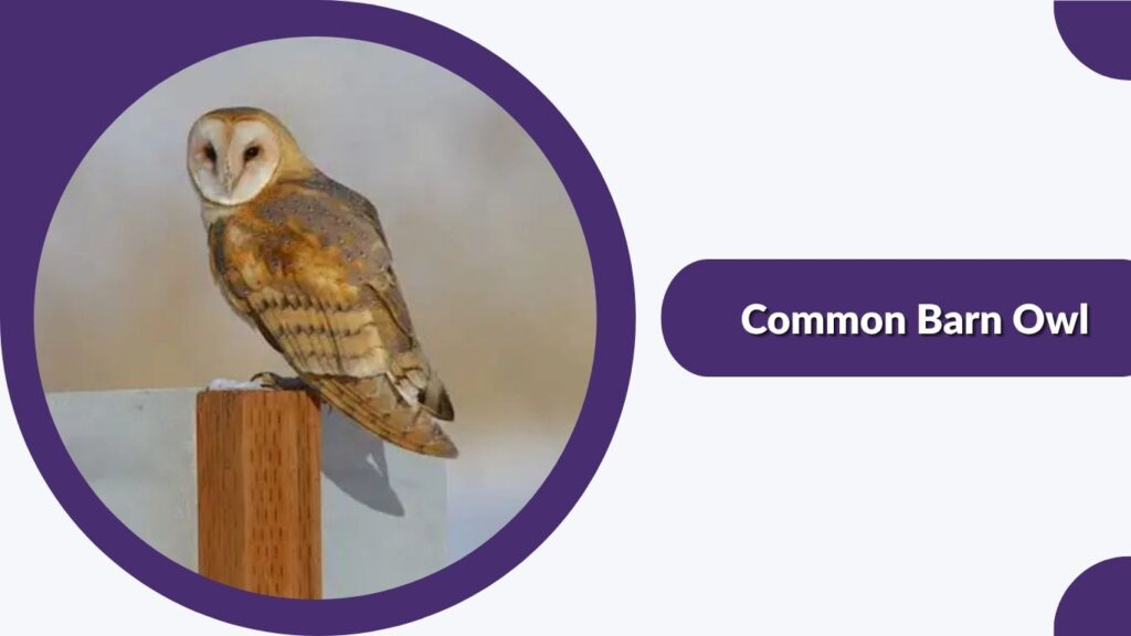 Common Barn Owl