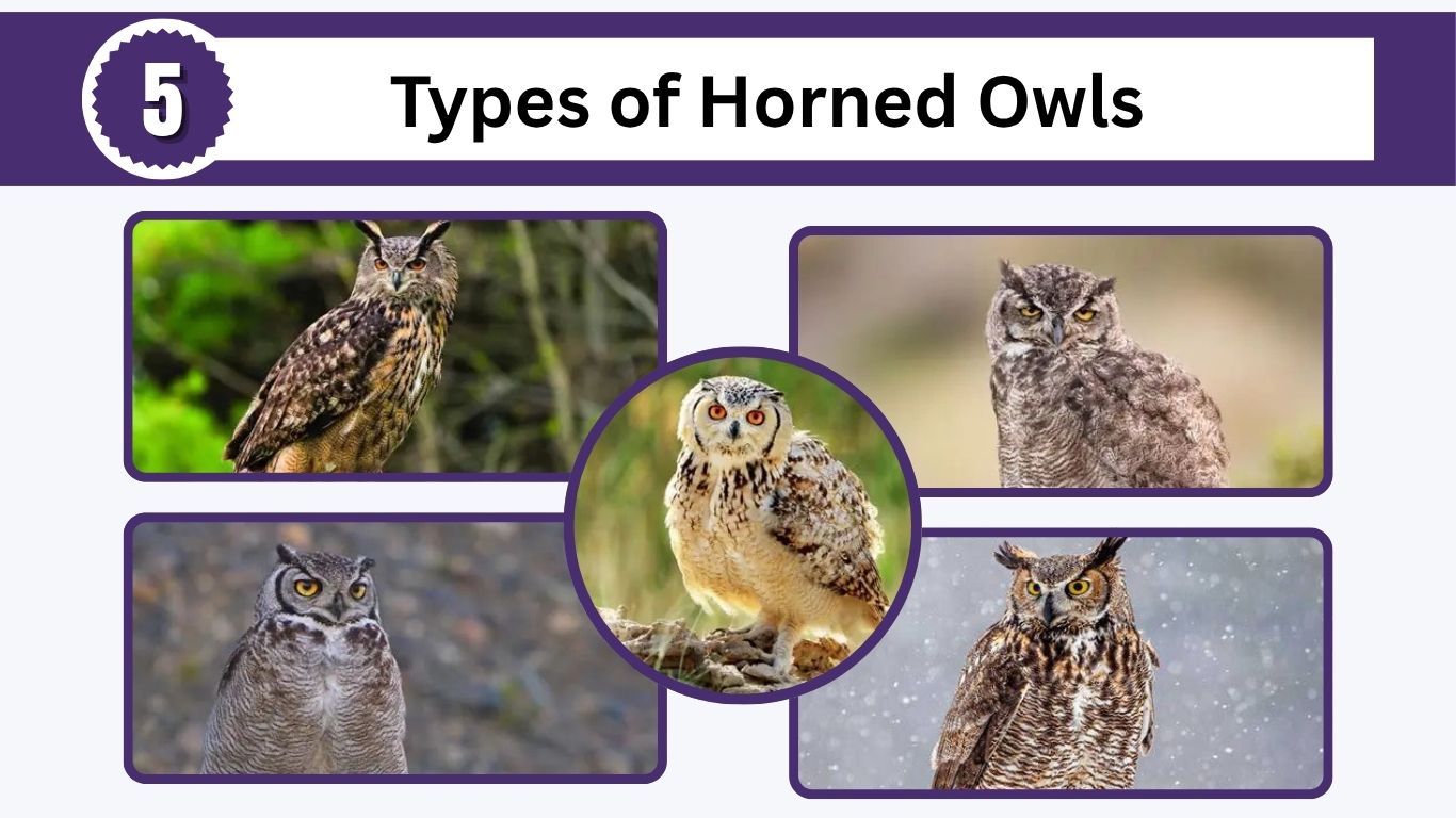 5 Types of Horned Owls: Identification and Facts
