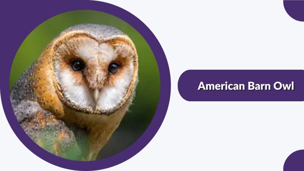  American Barn Owl