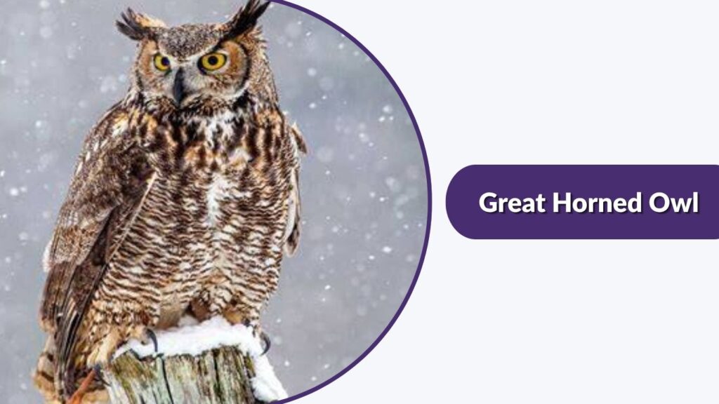 Great Horned Owl