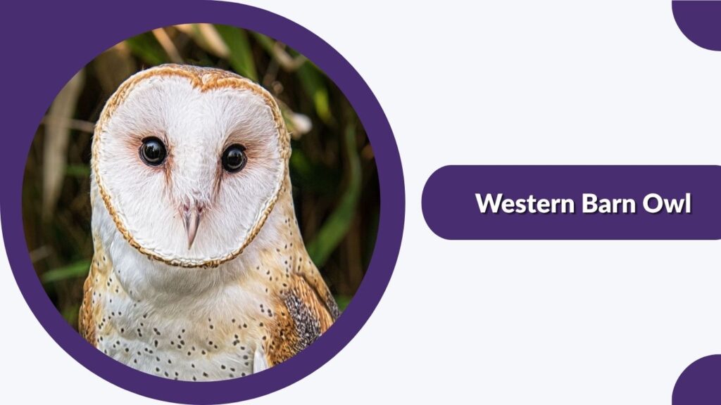 Western Barn Owl
