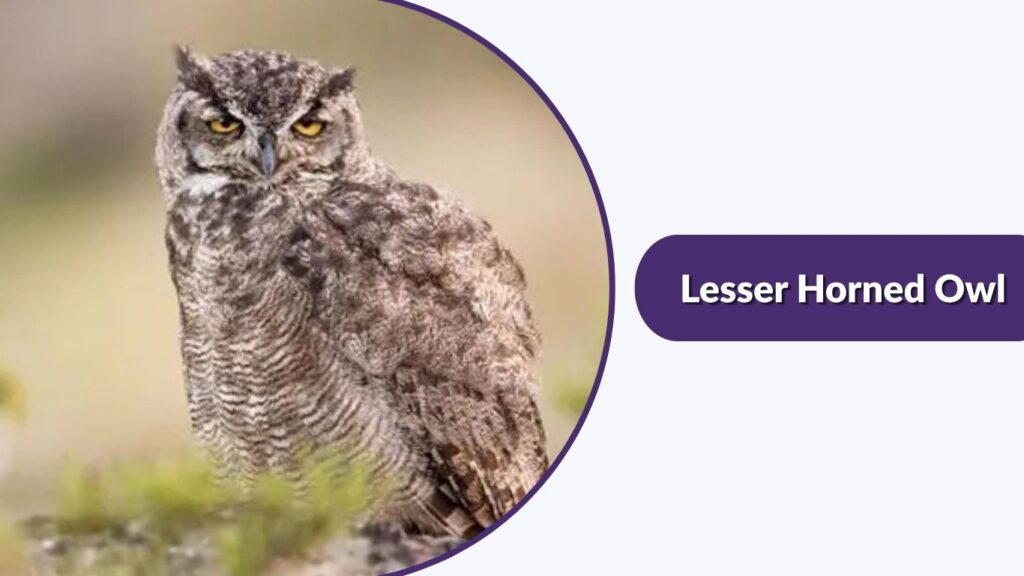 Lesser Horned Owl