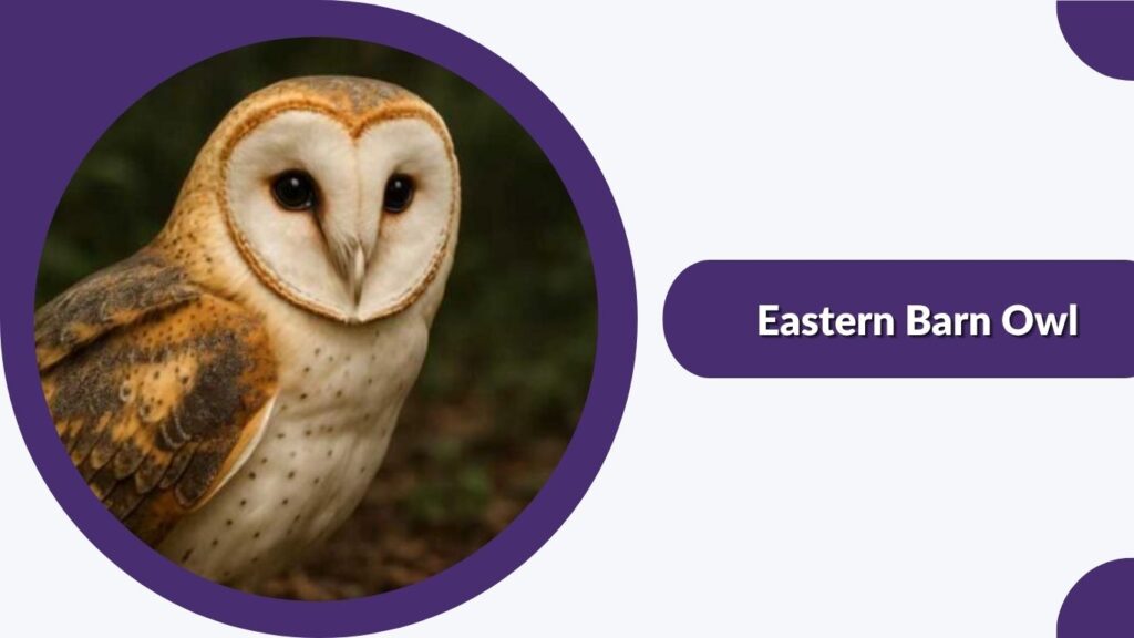 Eastern Barn Owl