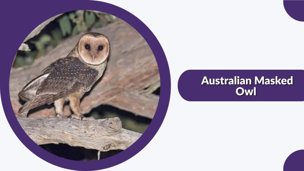 Australian Masked Owl