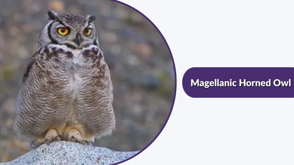 Magellanic Horned Owl