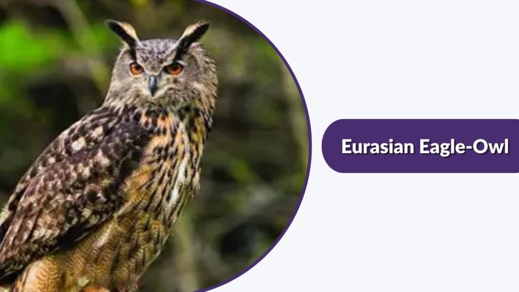 Eurasian Eagle-Owl