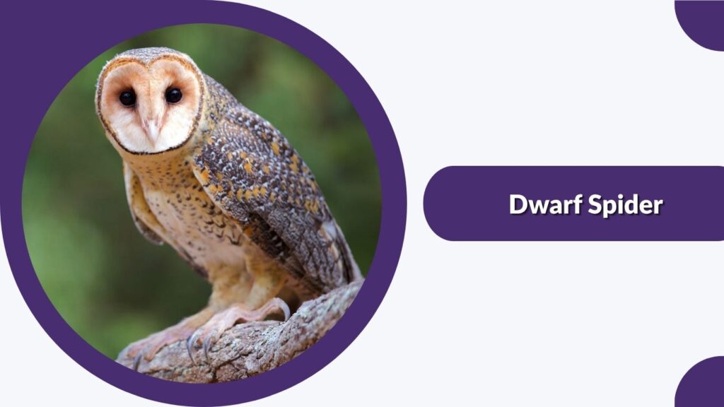 Tasmanian Masked Owl