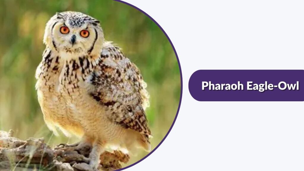 Pharaoh Eagle-Owl