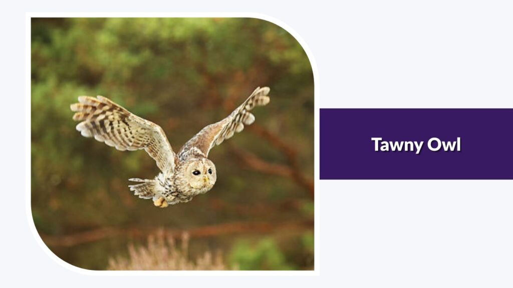 Tawny Owl