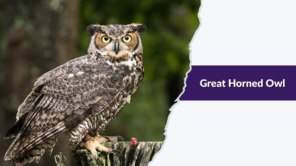 Great Horned Owl