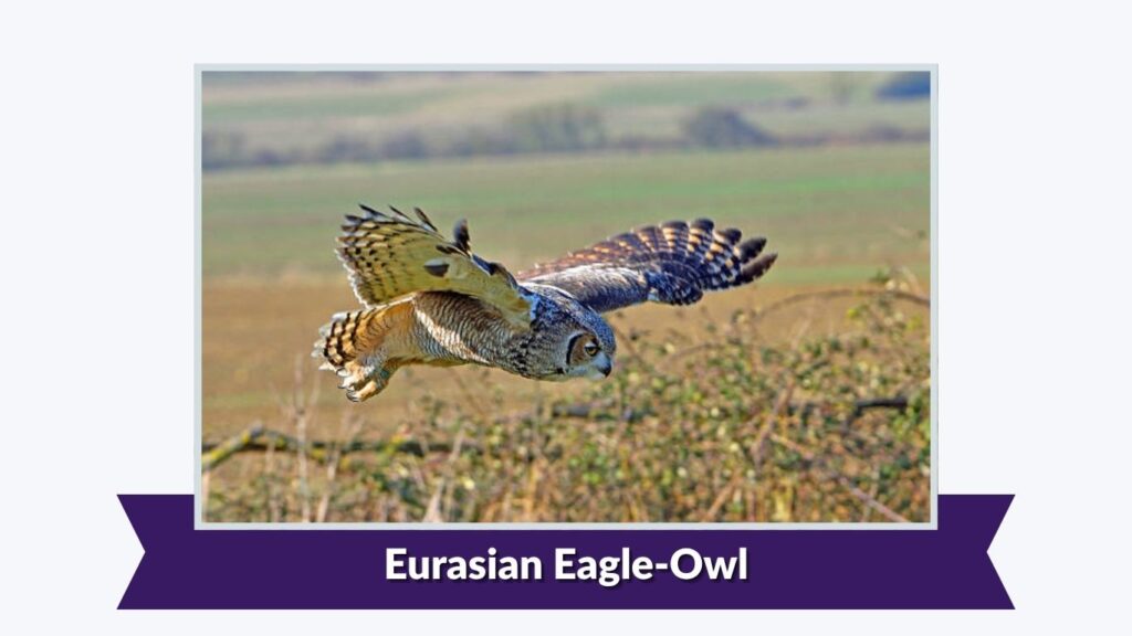 Eurasian Eagle-Owl