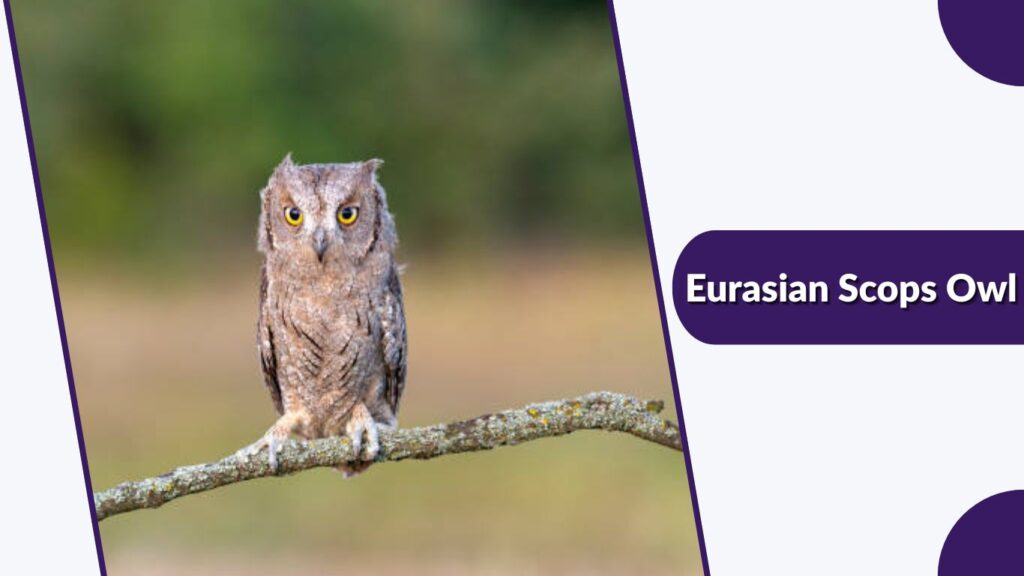 Eurasian Scops Owl
