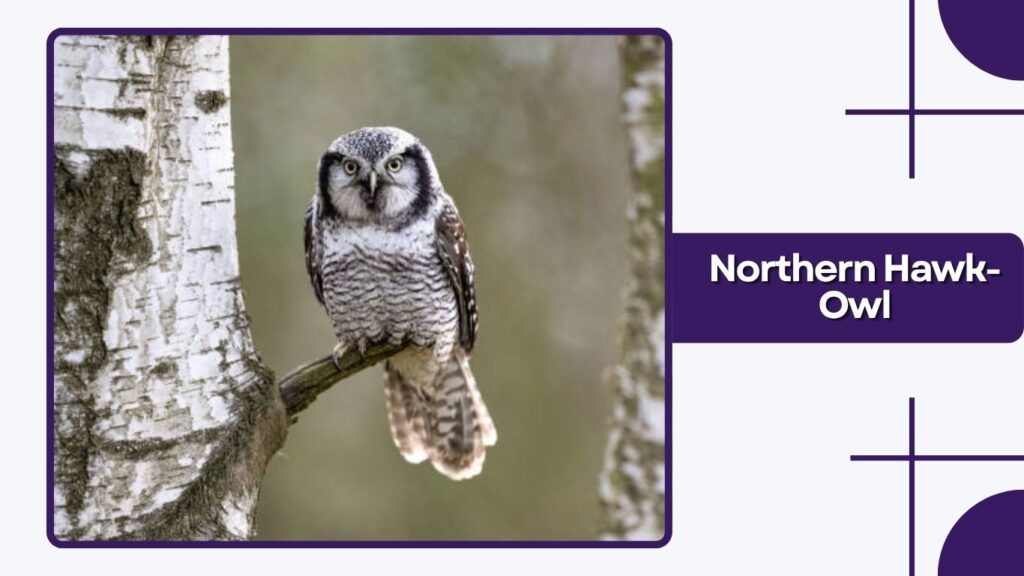 Northern Hawk-Owl