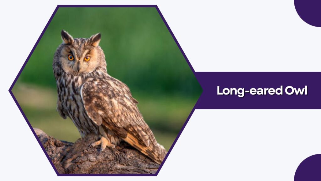 Long-eared Owl