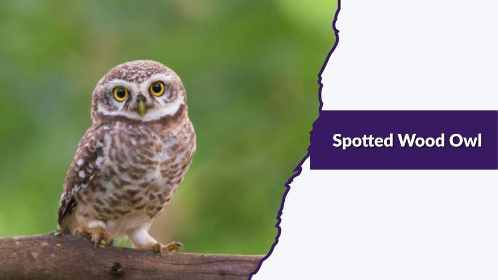 Spotted Wood Owl