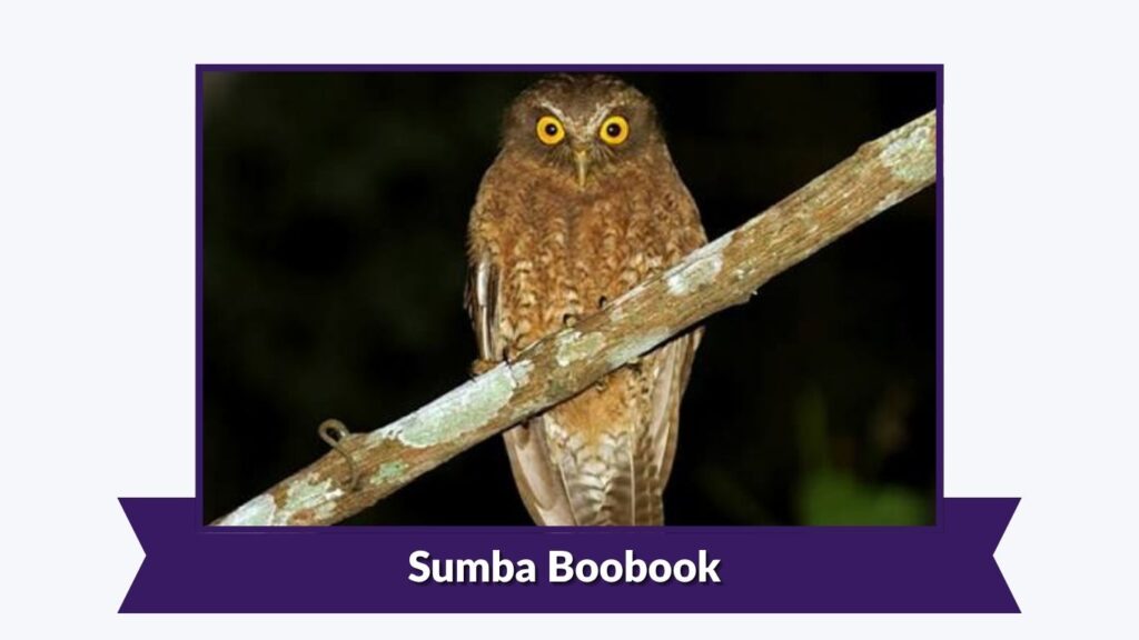 Sumba Boobook