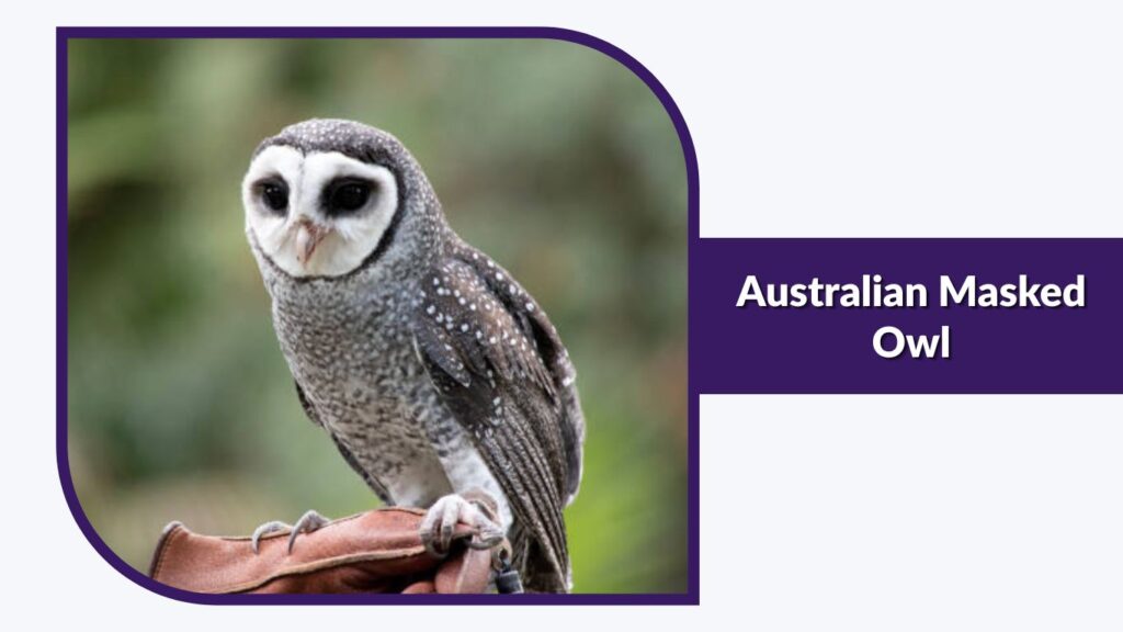 Australian Masked Owl