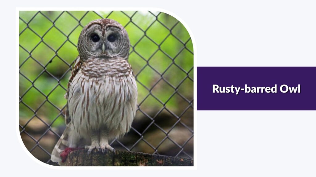 Rusty-barred Owl