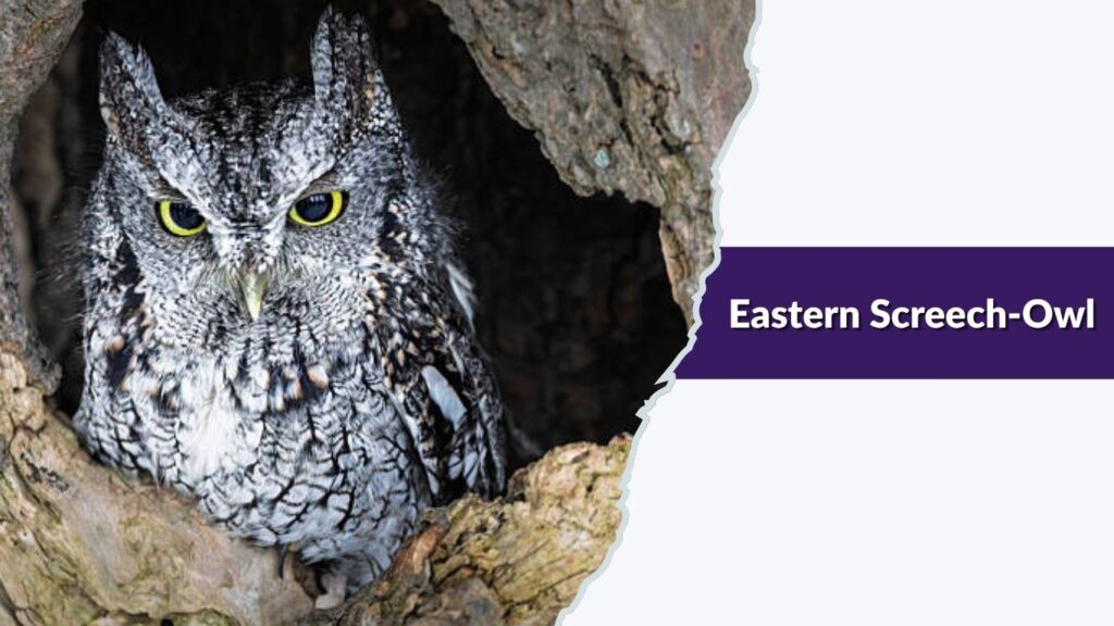 Eastern Screech-Owl