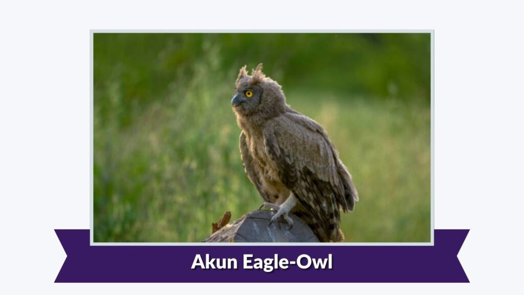 Akun Eagle-Owl