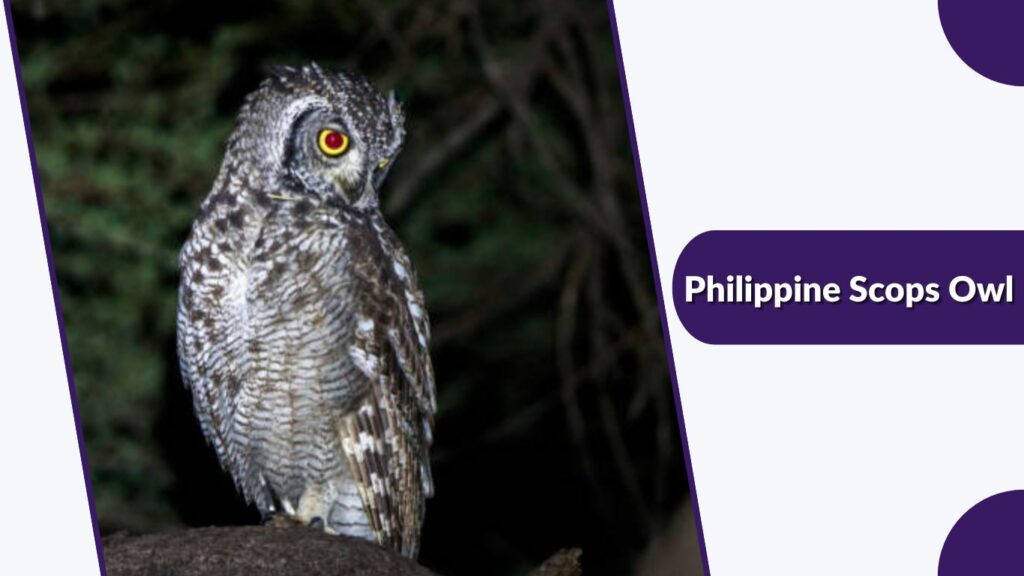 Philippine Scops Owl