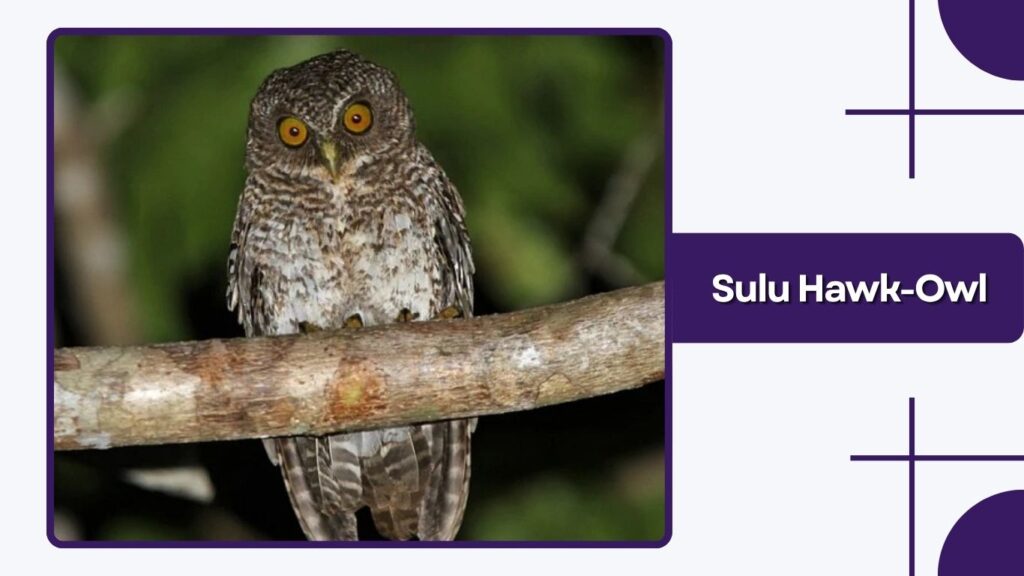 Sulu Hawk-Owl