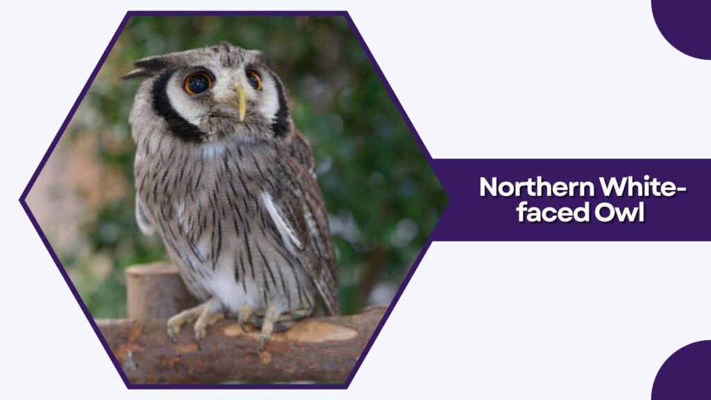 Northern White-faced Owl