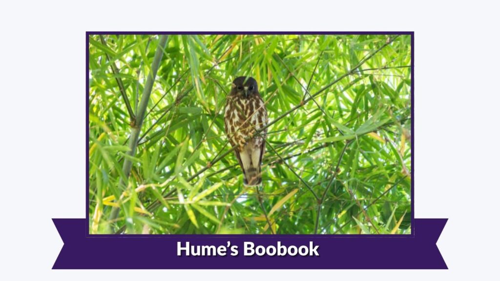 Hume’s Boobook