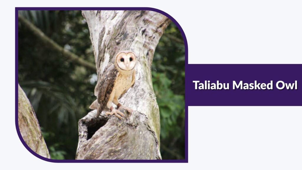 Taliabu Masked Owl
