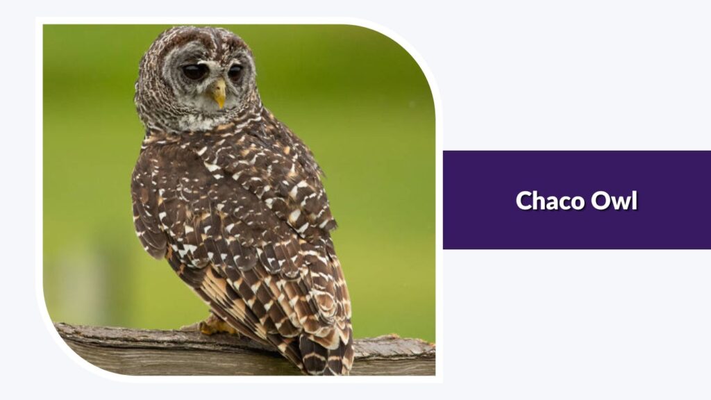 Chaco Owl