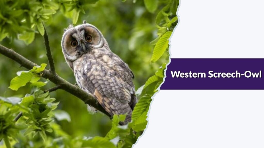 Western Screech-Owl