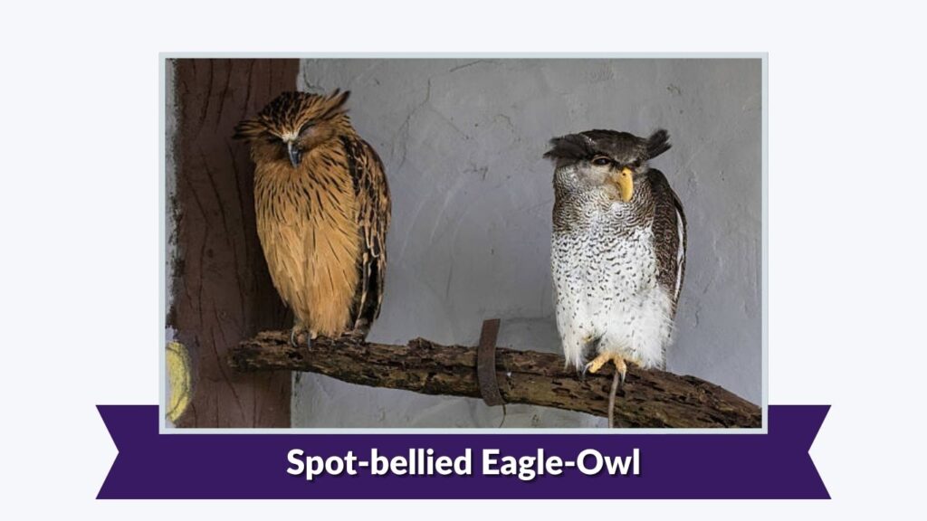 Spot-bellied Eagle-Owl