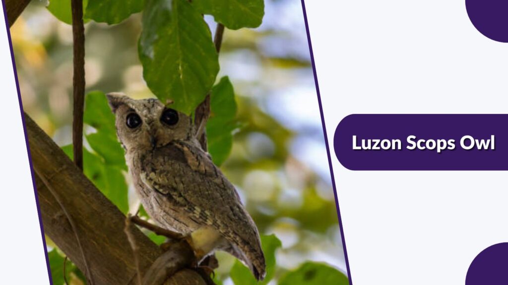  Luzon Scops Owl