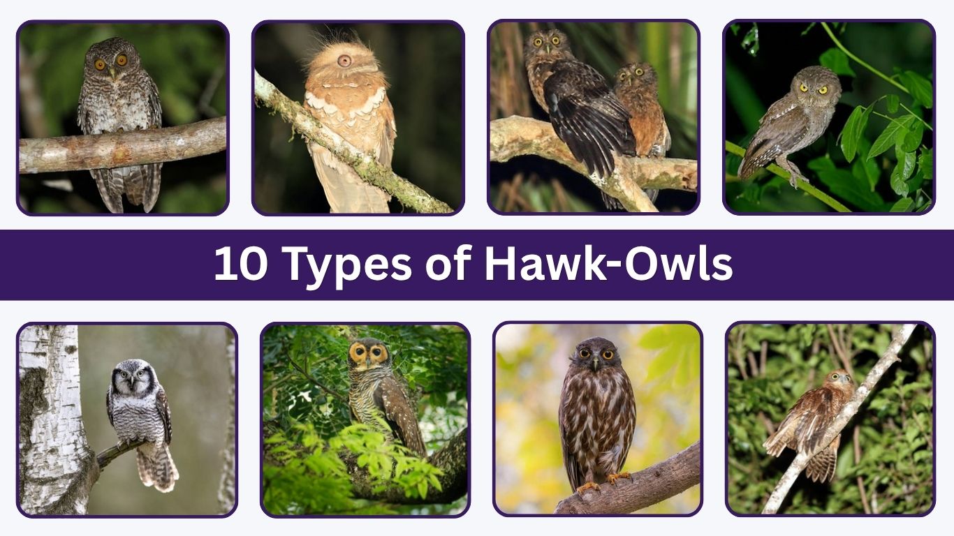 10 Types of Hawk-Owls: Names, Traits, and Habitats
