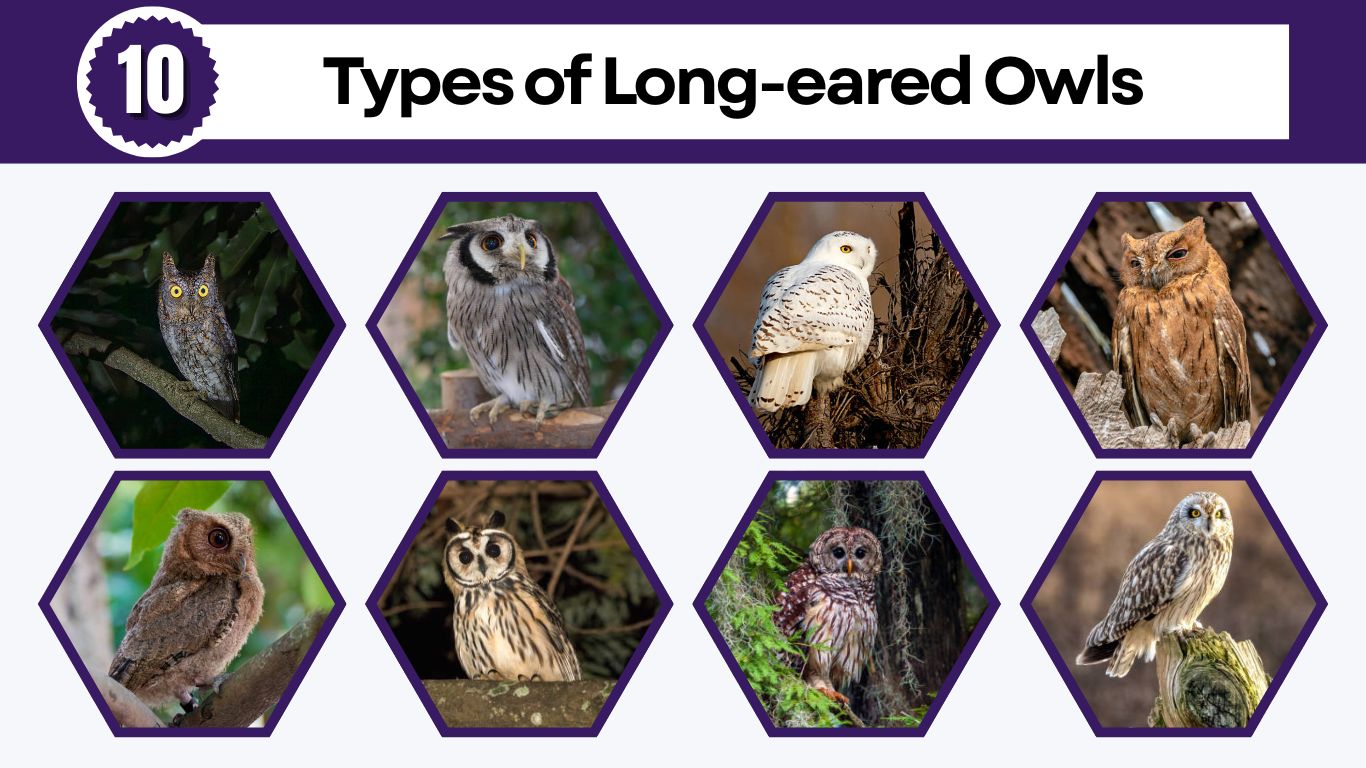 10 Types of Long-eared Owls: Identification with Pictures