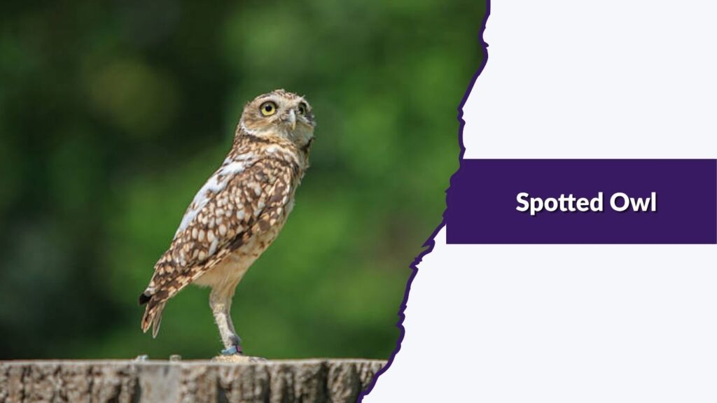 Spotted Owl