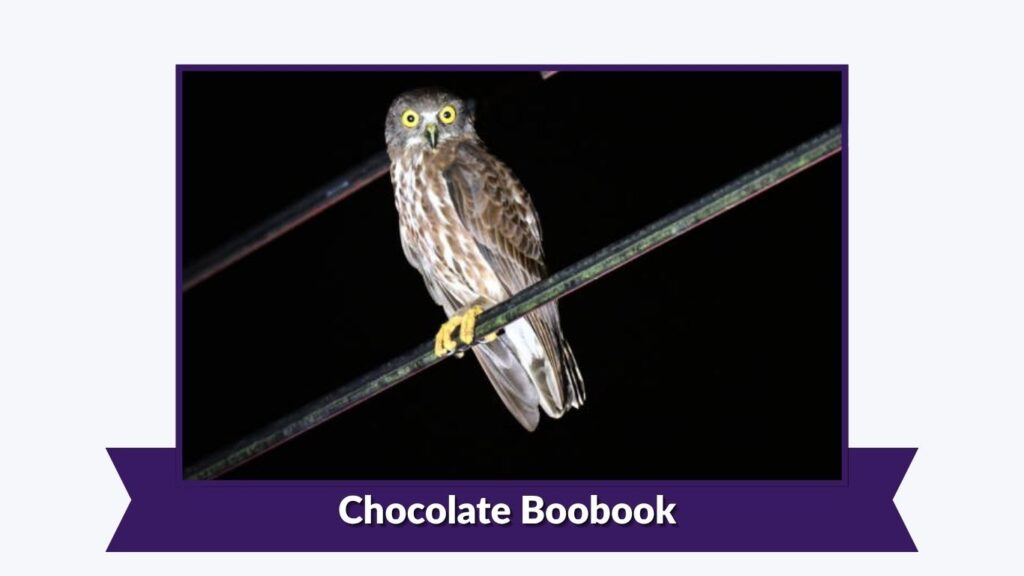 Chocolate Boobook