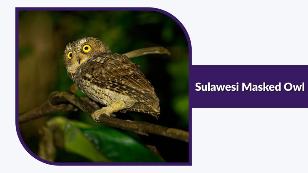 Sulawesi Masked Owl