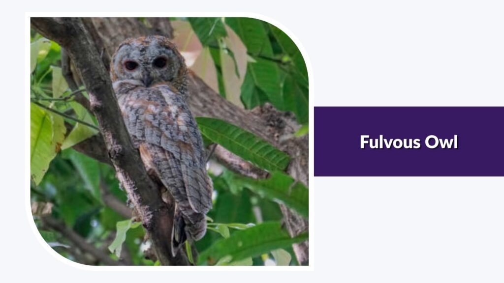 Fulvous Owl