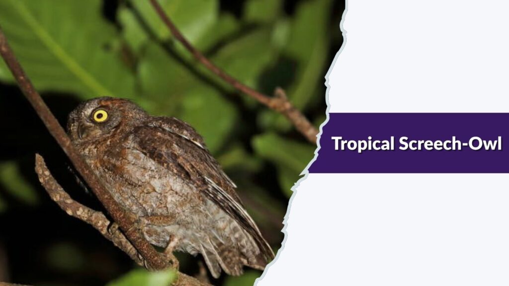 Tropical Screech-Owl