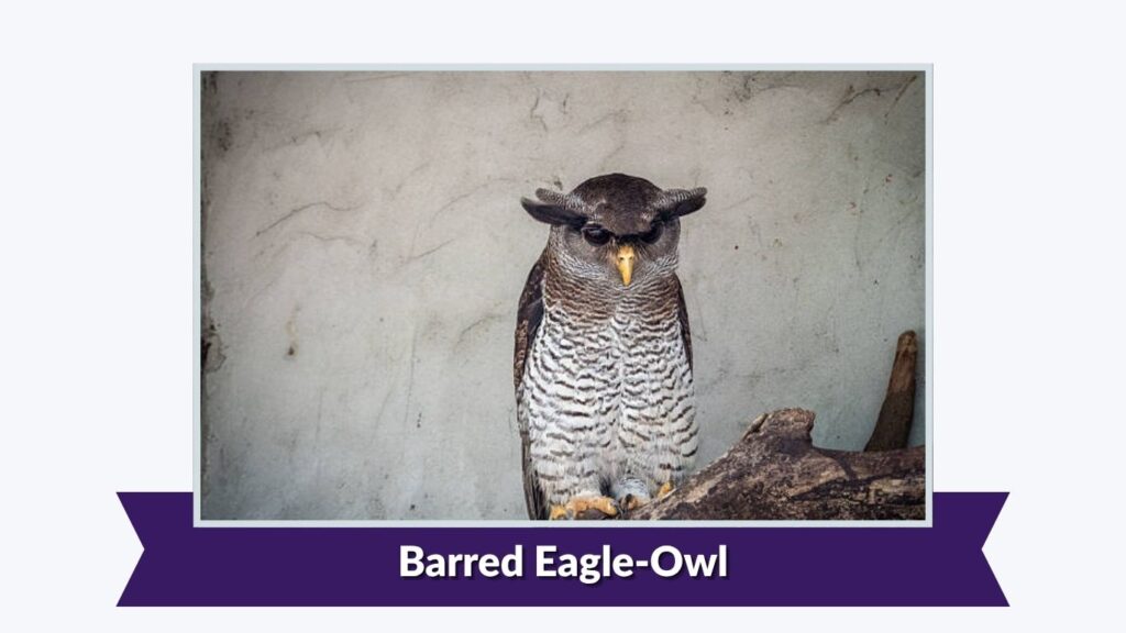 Barred Eagle-Owl
