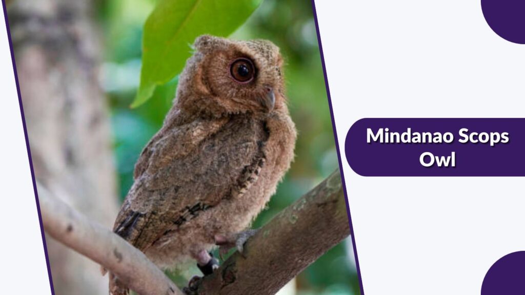Mindanao Scops Owl