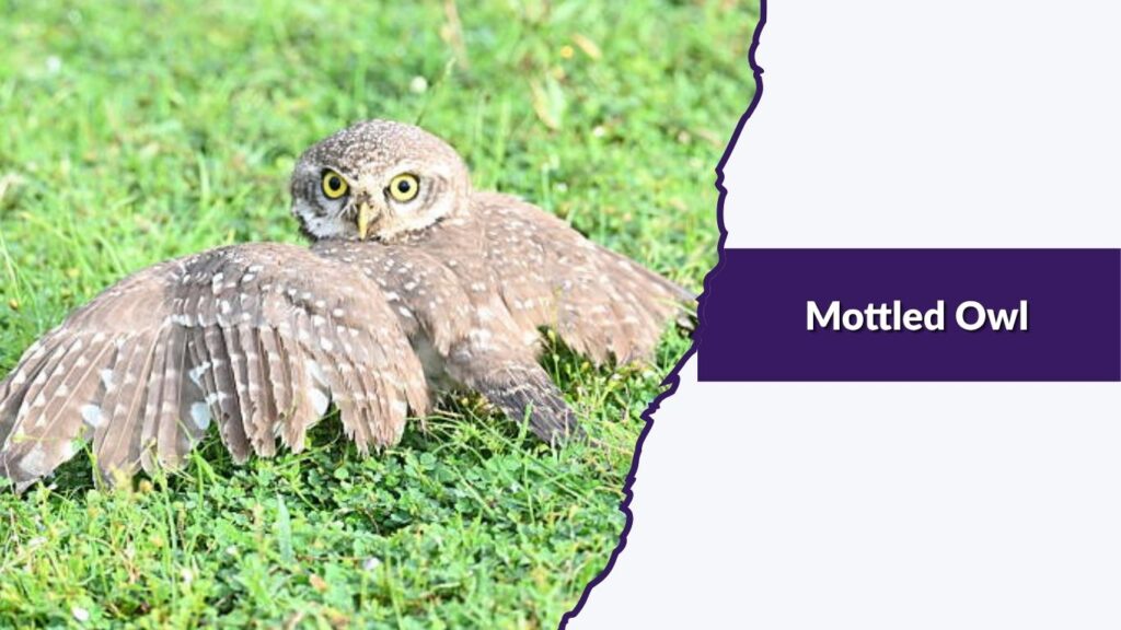 Mottled Owl