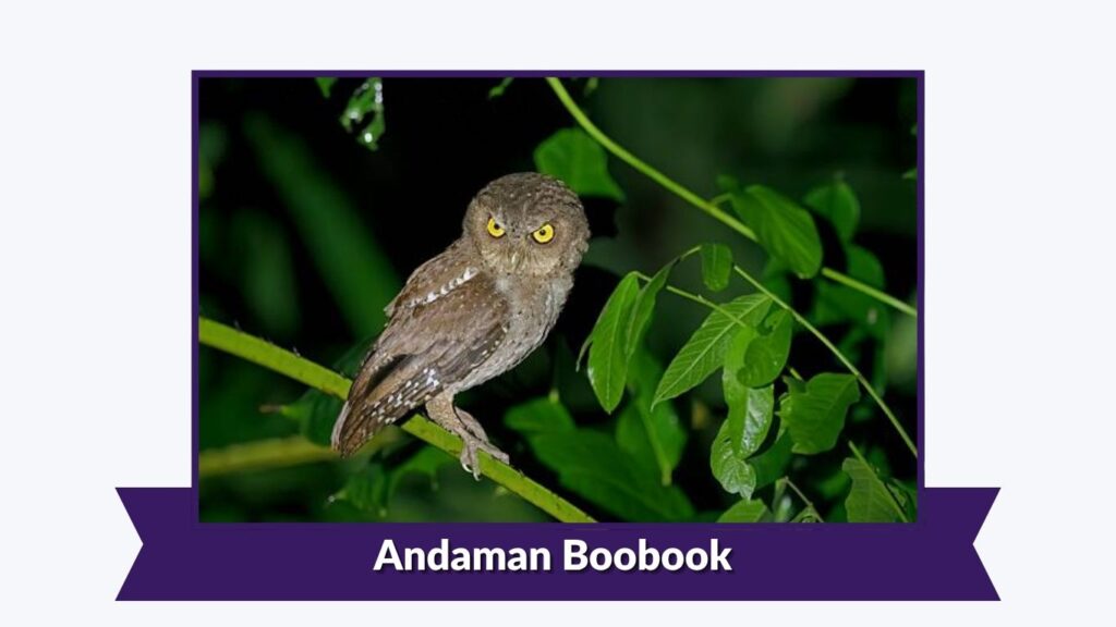 Andaman Boobook