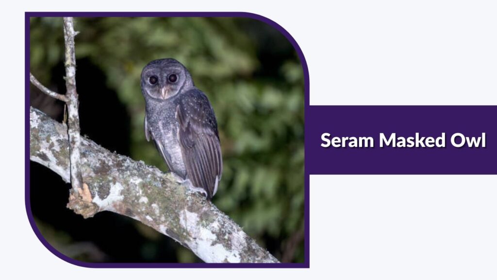 Seram Masked Owl